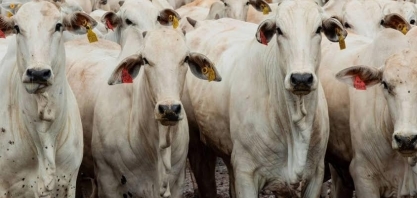 Arroba de boi fica mais cara para mercado interno e externo