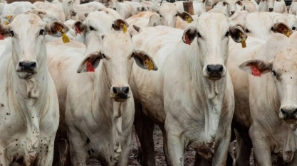 Arroba de boi fica mais cara para mercado interno e externo