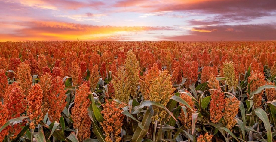 Produção de sorgo cresce e cereal vai entrar na alimentação humana