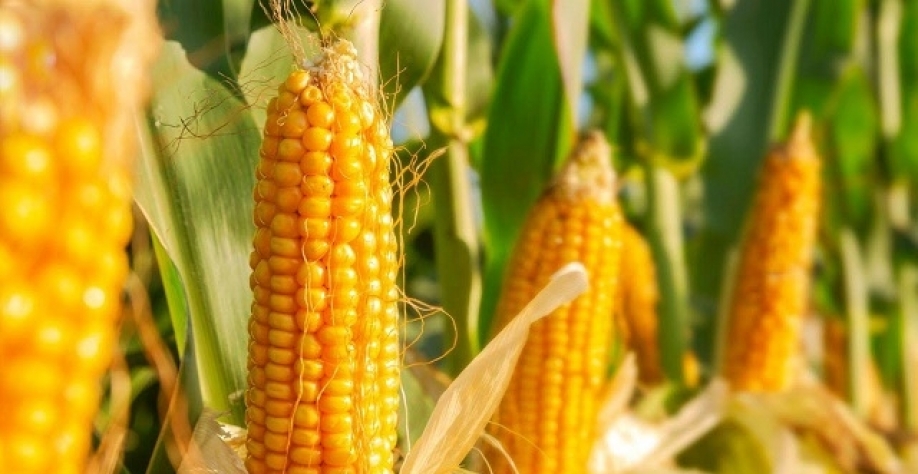 Boom do etanol aponta para novo desenho nos embarques do milho,vê Rabobank