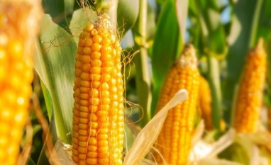 Boom do etanol aponta para novo desenho nos embarques do milho,vê Rabobank