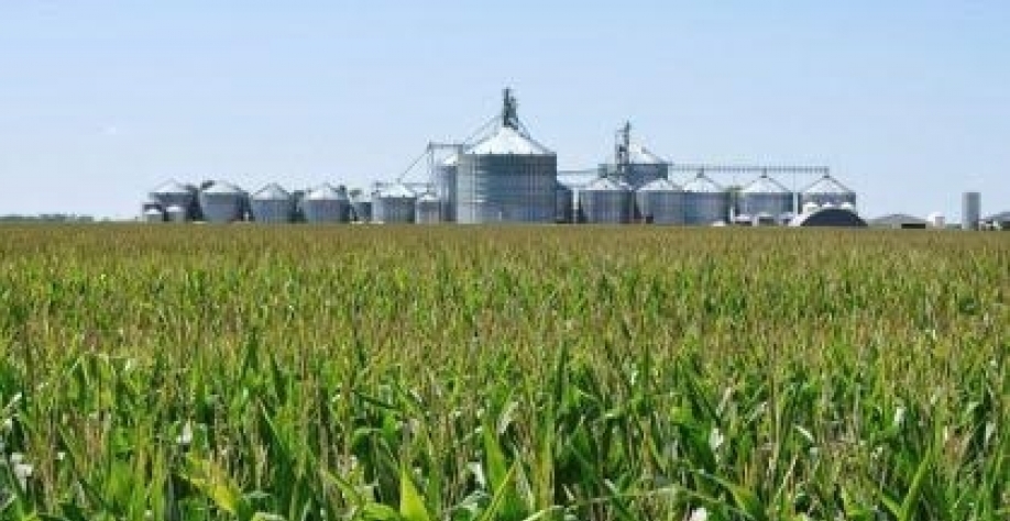 Brasil pode ser protagonista na produção de etanol de milho