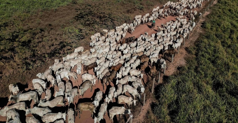 Pecuária usa por ano mais água do que SP, RJ, BA, PR e DF somados