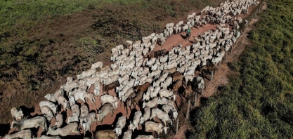 Pecuária usa por ano mais água do que SP, RJ, BA, PR e DF somados