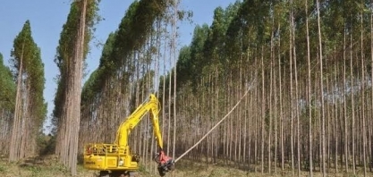 Exportação de celulose cresce, mas setor pode ter desequilíbrio