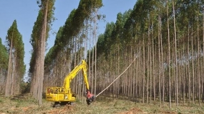 Exportação de celulose cresce, mas setor pode ter desequilíbrio