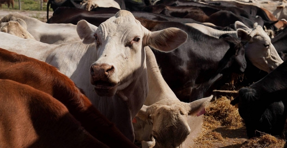Queda do rebanho nos EUA embaralha ainda mais a pecuária mundial