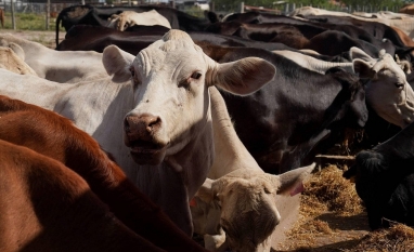 Queda do rebanho nos EUA embaralha ainda mais a pecuária mundial