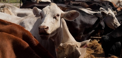Queda do rebanho nos EUA embaralha ainda mais a pecuária mundial