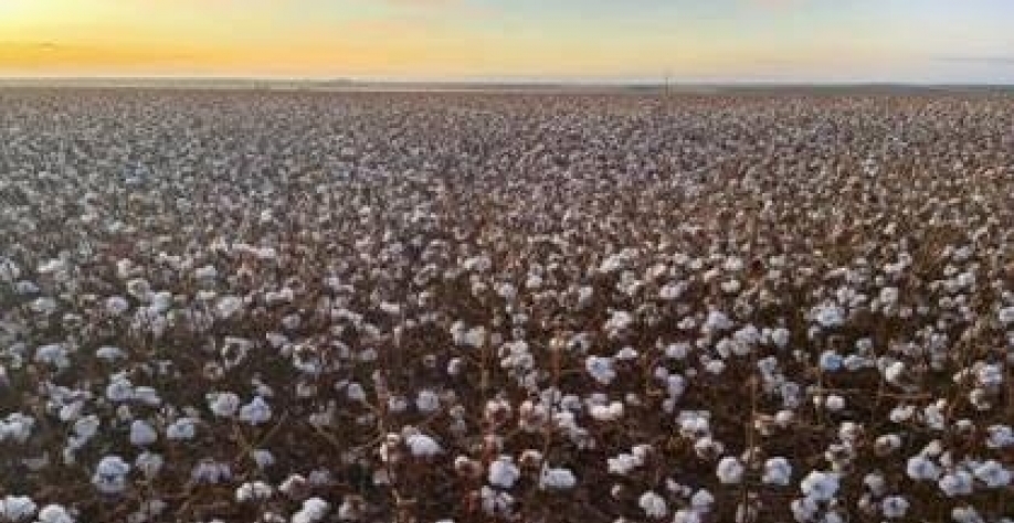 Algodão brasileiro mira acordo comercial para avançar na Índia 