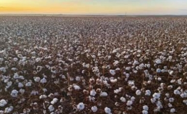Algodão brasileiro mira acordo comercial para avançar na Índia 
