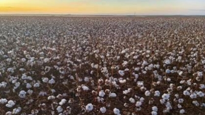 Algodão brasileiro mira acordo comercial para avançar na Índia 
