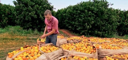 Empregos na citricultura cresceram 32% no 1º semestre da safra 2025/26