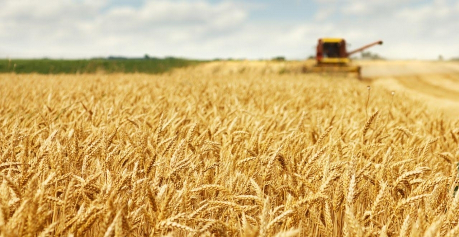 O ‘trunfo’ do etanol de trigo e da Be8 — mas há uma pegadinha