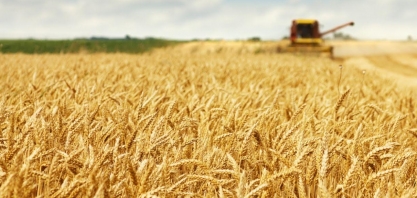 O ‘trunfo’ do etanol de trigo e da Be8 — mas há uma pegadinha