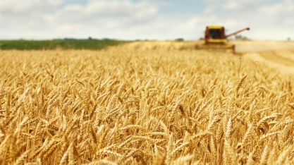 O ‘trunfo’ do etanol de trigo e da Be8 — mas há uma pegadinha