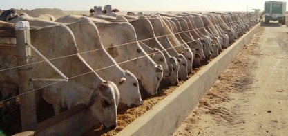 Confinamento de gado cresceu 16% em 2025 no Brasil