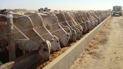 Confinamento de gado cresceu 16% em 2025 no Brasil