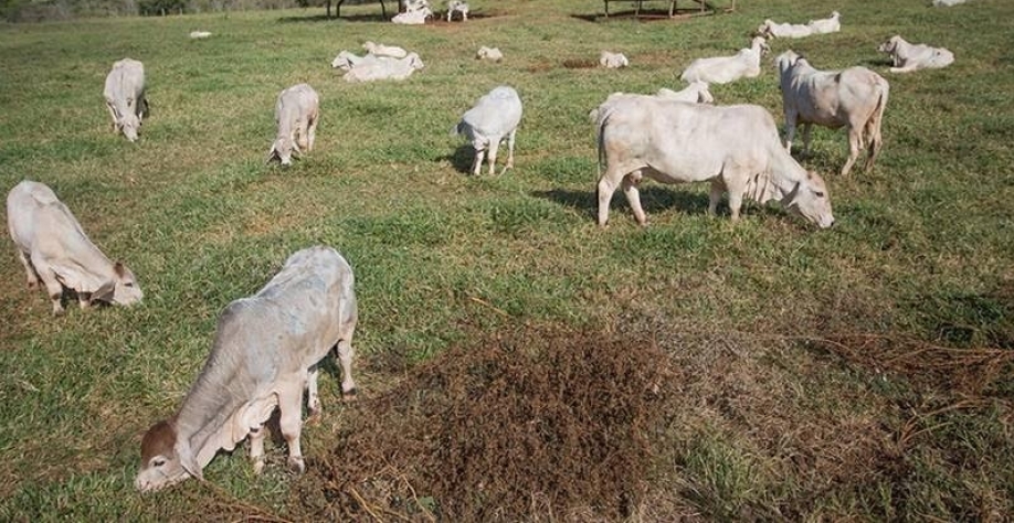 Preço do boi gordo sobe para R$ 330 a arroba no Estado de São Paulo