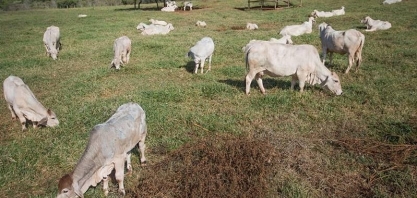 Preço do boi gordo sobe para R$ 330 a arroba no Estado de São Paulo