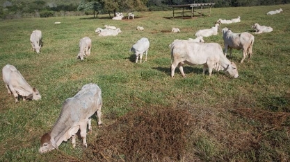 Preço do boi gordo sobe para R$ 330 a arroba no Estado de São Paulo