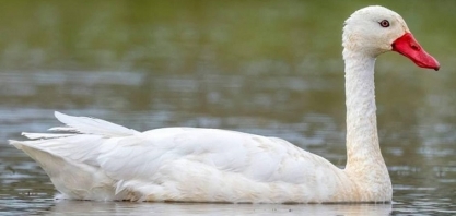 Uruguai declara emergência sanitária por gripe aviária