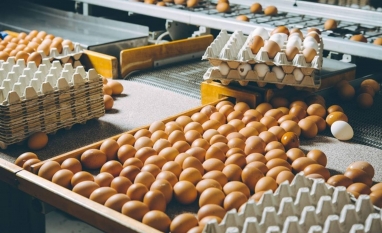 Exportações de ovos cresceram 30,9% em janeiro