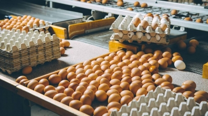 Exportações de ovos cresceram 30,9% em janeiro
