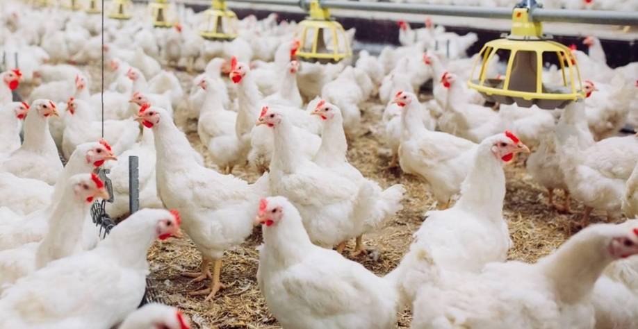 Argentina confirma novo foco de gripe aviária em granja comercial