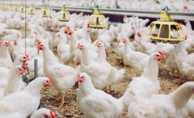 Argentina confirma novo foco de gripe aviária em granja comercial