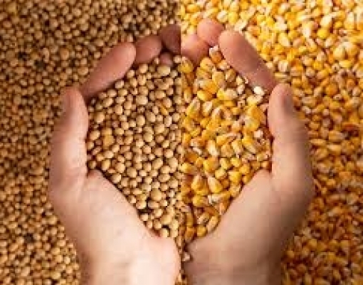 Soja é mais sensível do que o milho em conflitos geopolíticos 