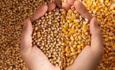 Soja é mais sensível do que o milho em conflitos geopolíticos 