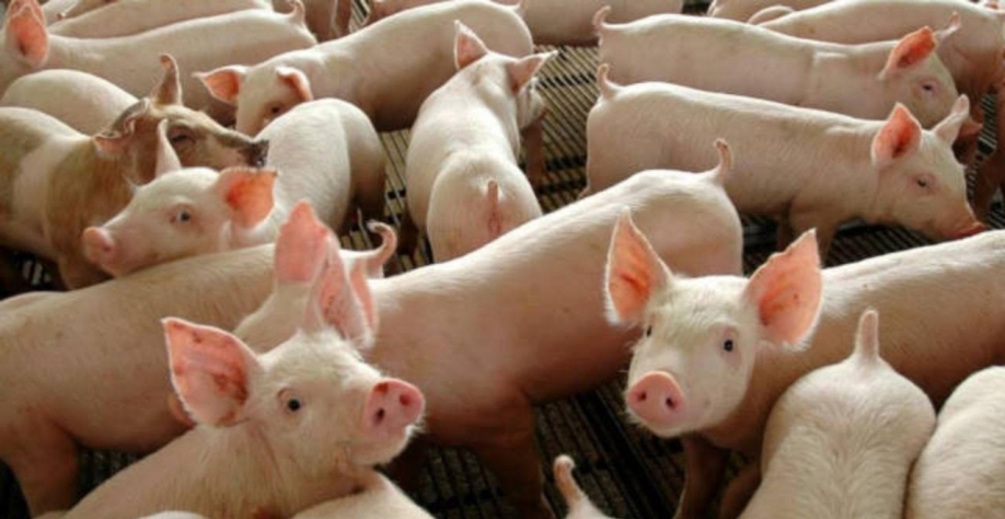 Gripe suína:Alerta sobre vírus que pode ter sido transmitido entre pessoas