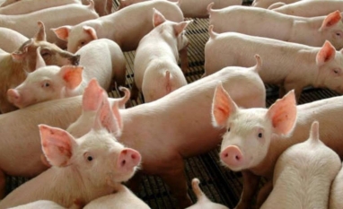 Gripe suína:Alerta sobre vírus que pode ter sido transmitido entre pessoas