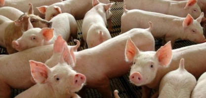 Gripe suína:Alerta sobre vírus que pode ter sido transmitido entre pessoas