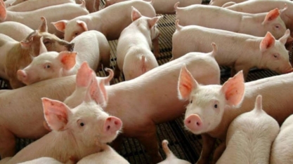 Gripe suína:Alerta sobre vírus que pode ter sido transmitido entre pessoas