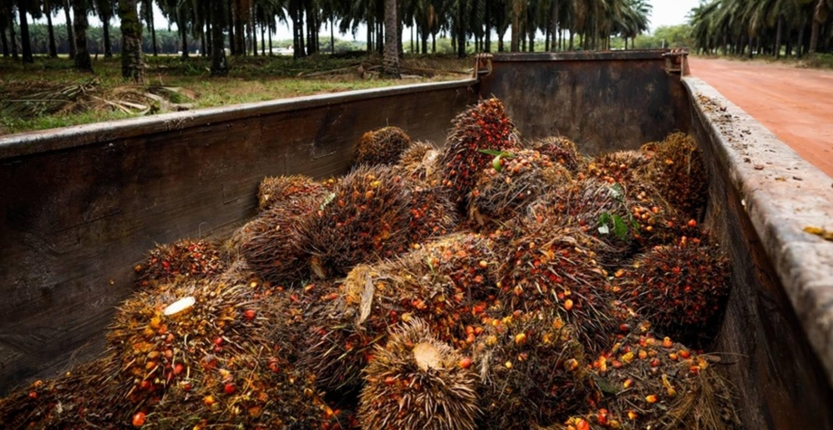 Grupo da Colômbia compra operações da Agropalma no Pará