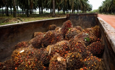 Grupo da Colômbia compra operações da Agropalma no Pará