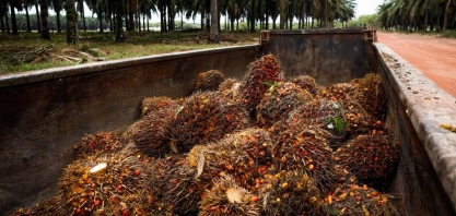 Grupo da Colômbia compra operações da Agropalma no Pará