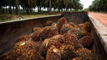 Grupo da Colômbia compra operações da Agropalma no Pará