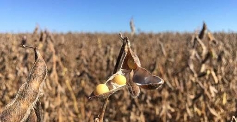 China flexibiliza regras sobre presença de ervas daninhas na soja do Brasil 