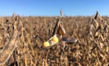 China flexibiliza regras sobre presença de ervas daninhas na soja do Brasil 