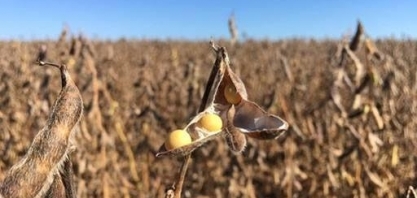 China flexibiliza regras sobre presença de ervas daninhas na soja do Brasil 