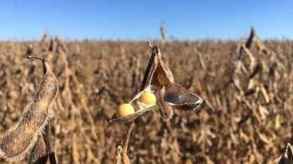 China flexibiliza regras sobre presença de ervas daninhas na soja do Brasil 