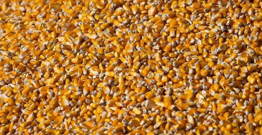 Entenda qual o peso do Irã para o agronegócio brasileiro