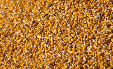 Entenda qual o peso do Irã para o agronegócio brasileiro