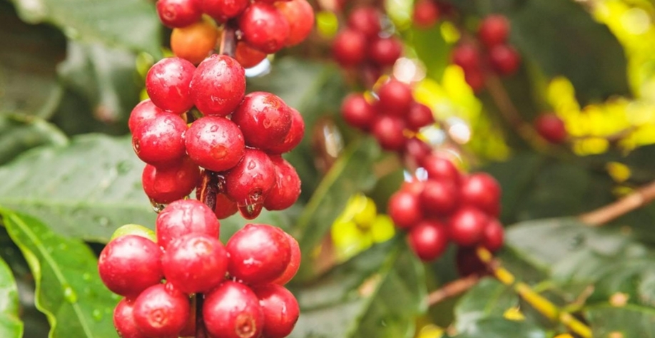 Chuvas reforçam expectativa de safra recorde de café