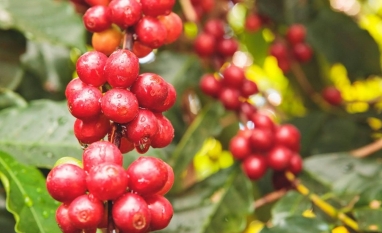 Chuvas reforçam expectativa de safra recorde de café