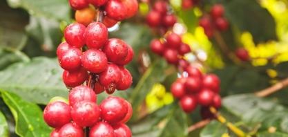 Chuvas reforçam expectativa de safra recorde de café