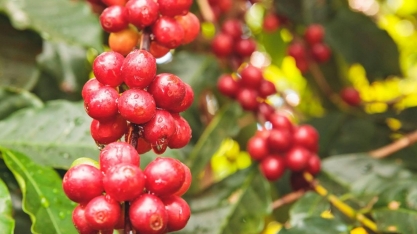 Chuvas reforçam expectativa de safra recorde de café
